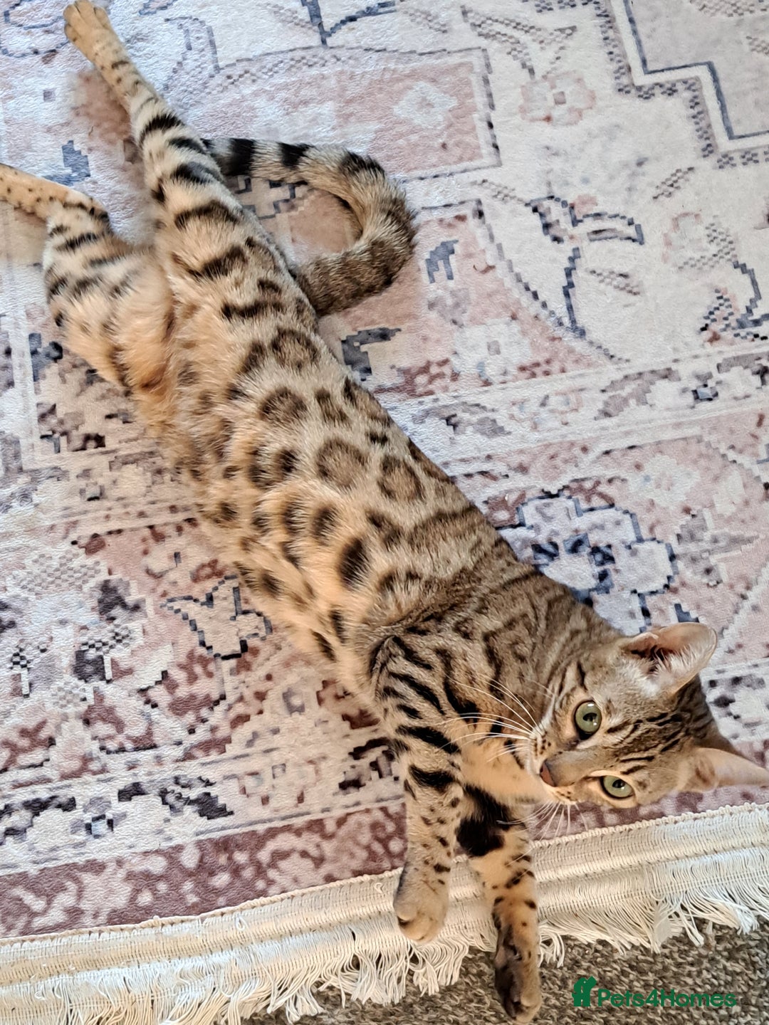 Bengal cats for sale: Beautiful bengal girl for sale - Image 4