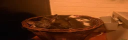 Oriental cats for sale: Oriental kittens available, males and female  - Advert 6