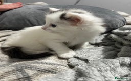 Turkish Van cats for sale: 2 Half turkish van kittens  - Image 2