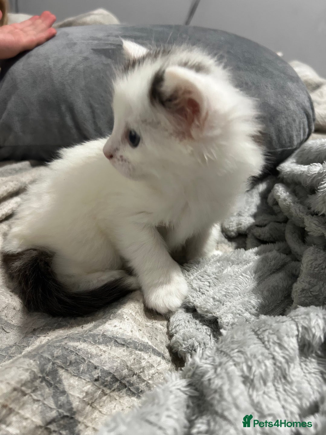 Turkish Van cats for sale: 2 Half turkish van kittens  - Image 2