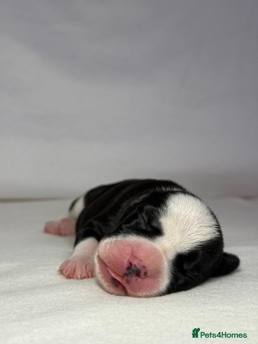 Mixed Breed dogs for sale: Cockerbull’s - Advert 8