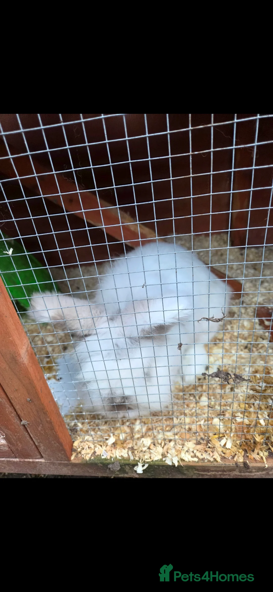 Lionhead rabbits for sale: Dwarf lionhead male rabbit - Advert 3