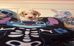 Mixed Breed dogs for sale: Cocker Spaniel Puppies – 4 Weeks Old - reserve now - Advert 10