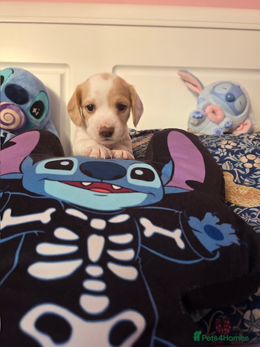 Mixed Breed dogs for sale: Cocker Spaniel Puppies – 4 Weeks Old - reserve now - Advert 10