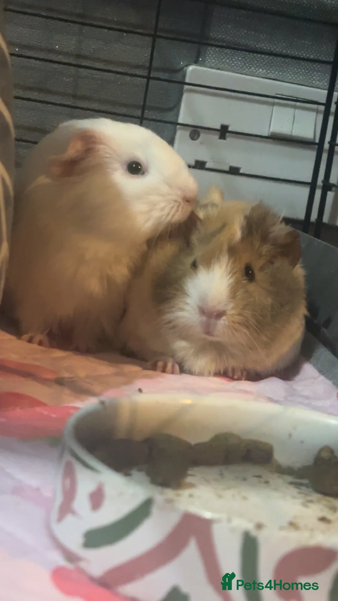 Guinea Pig rodents for sale: 2 Female Guinea Pigs! - Advert 2