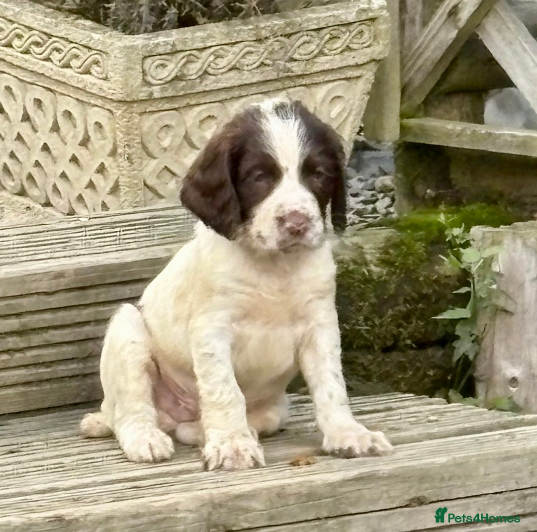English Springer Spaniel dogs for sale: GAMEKEEPER BRED SPRINGER SPANIEL PUPS - Image 7
