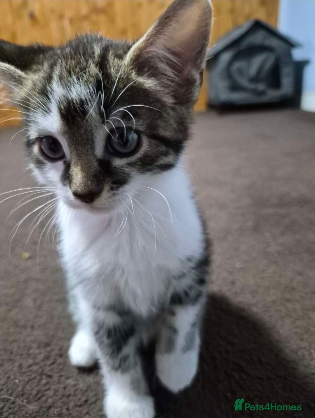 Mixed Breed cats mixed breed kitten  - Advert 2