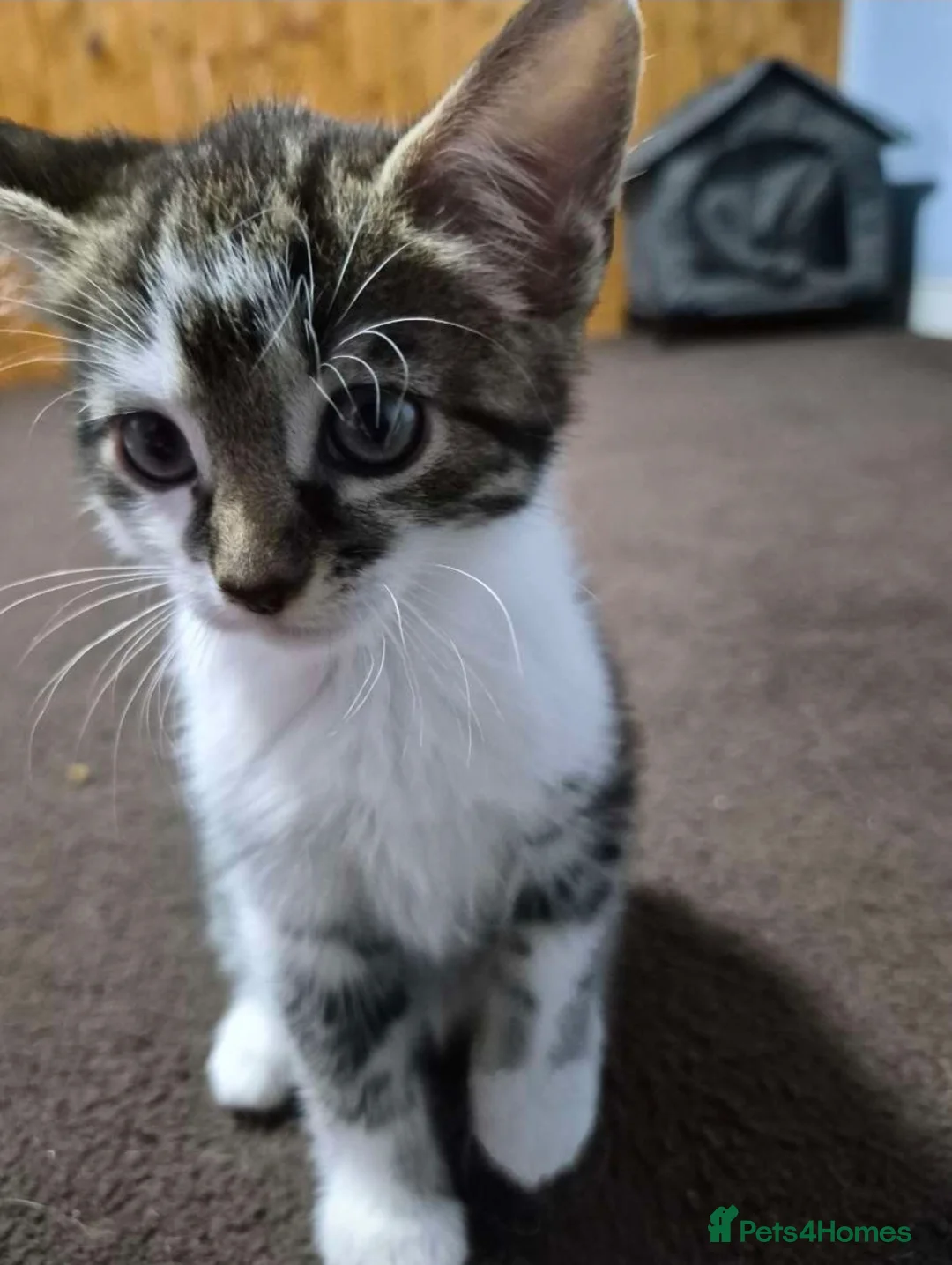 Mixed Breed cats for sale: mixed breed kitten  in Birmingham - Advert 1
