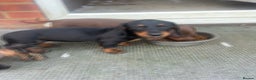 Dachshund dogs for sale: Dachshund puppies for sale - Advert 4