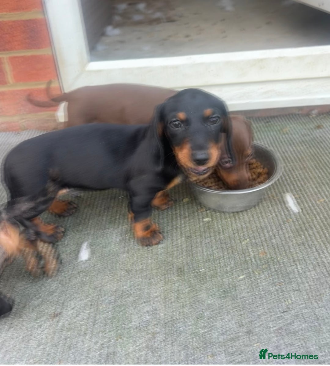 Dachshund dogs for sale: Dachshund puppies for sale - Advert 4