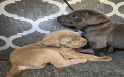 Cane Corso dogs for sale: Pure bred cane corso pups (lilac & grey) - Image 4