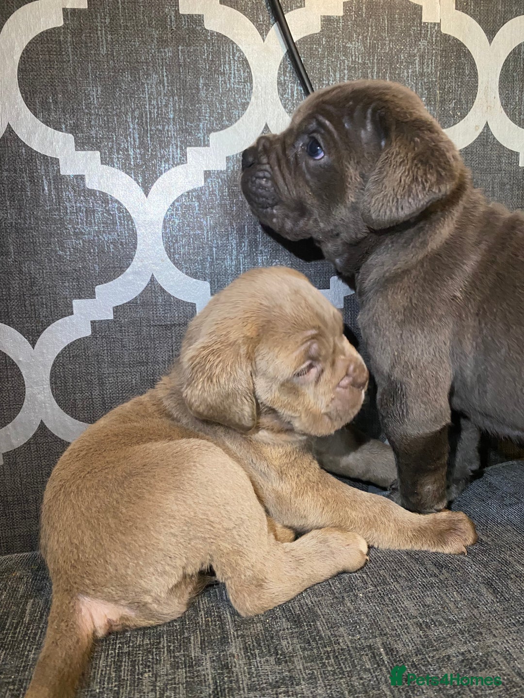 Cane Corso dogs for sale: Pure bred cane corso pups (lilac & grey) - Image 4