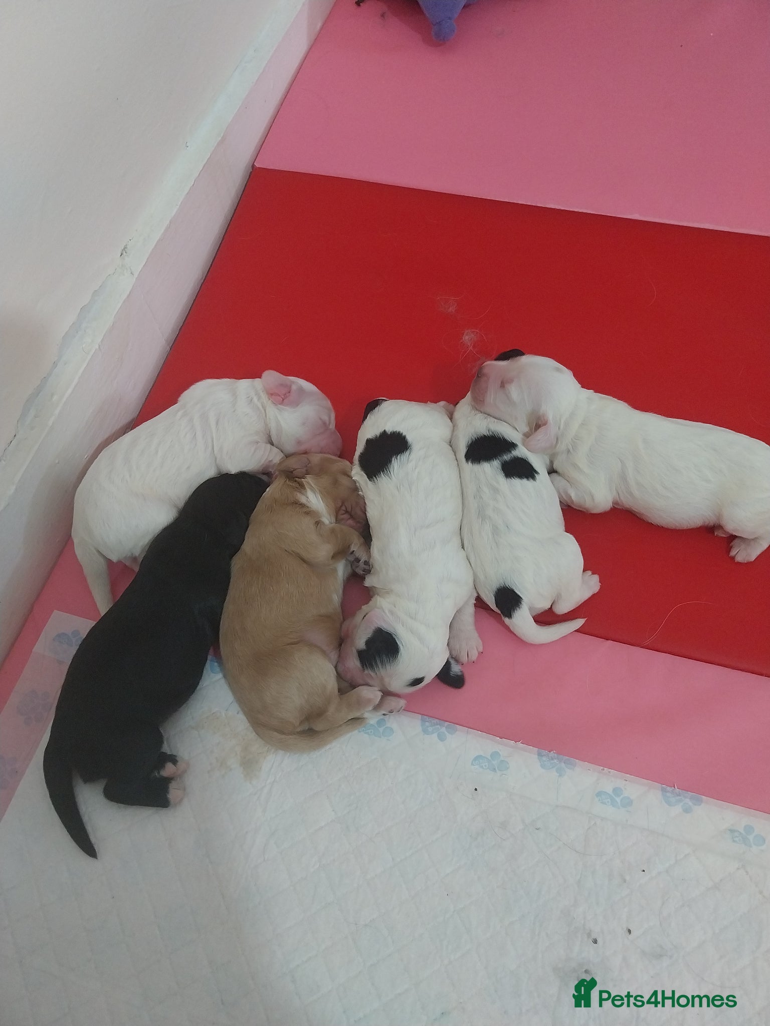Cockapoo dogs F1B cocker spaniel/ cockapoo puppies  - Advert 15