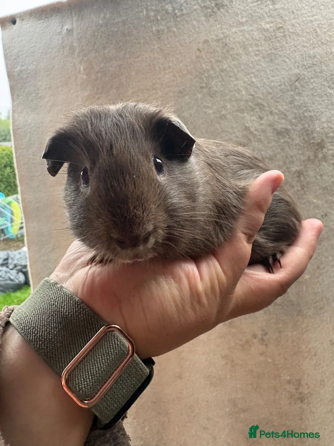 Guinea Pig rodents for sale: Rescue guinea pigs looking for wonderful homes - Advert 2