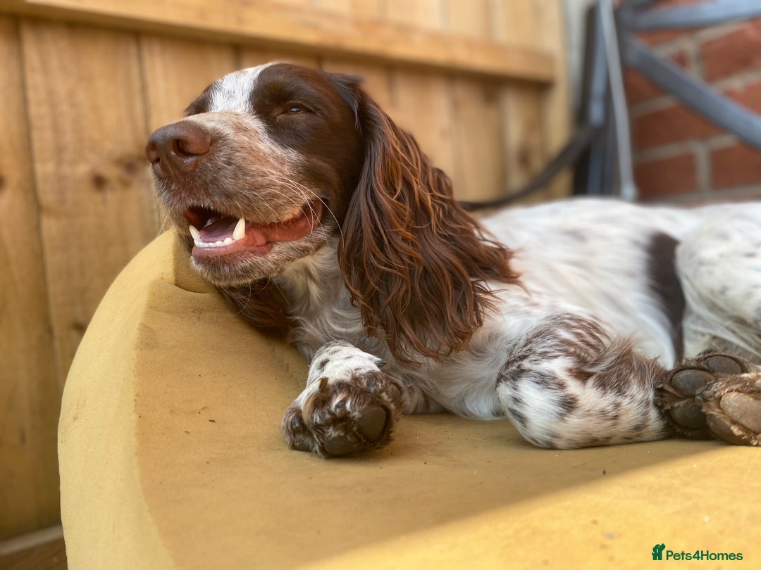 Cocker Spaniel dogs for stud: Crazy Cocker spaniel for studding. in Kettering - Image 21