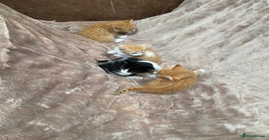 Mixed Breed cats - Advert 4