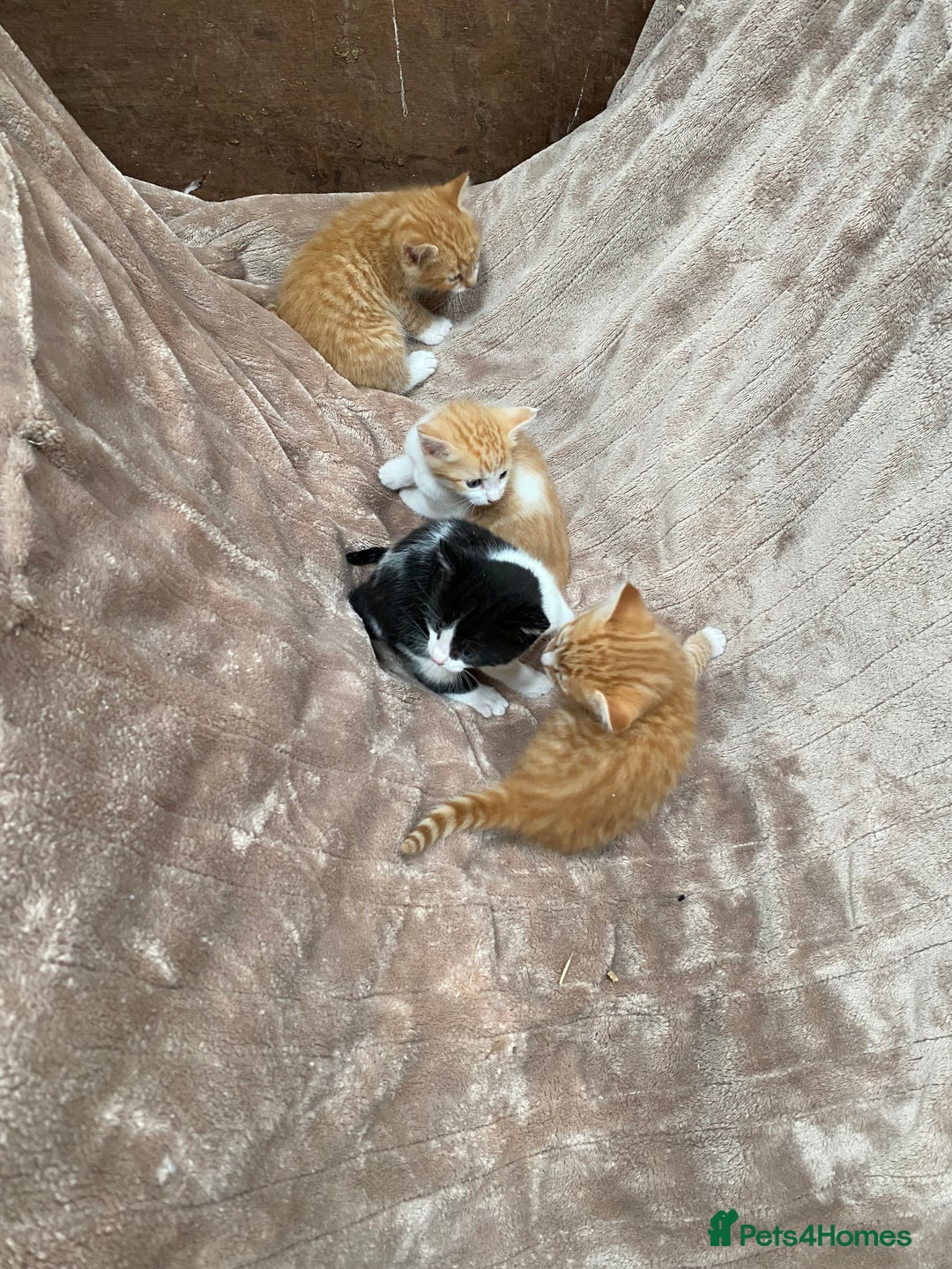 Mixed Breed cats for sale: Adorable Kittens  - Image 2