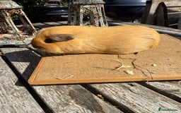 Guinea Pig rodents for sale: Pure bred California & Swiss guineapigs  - Image 24