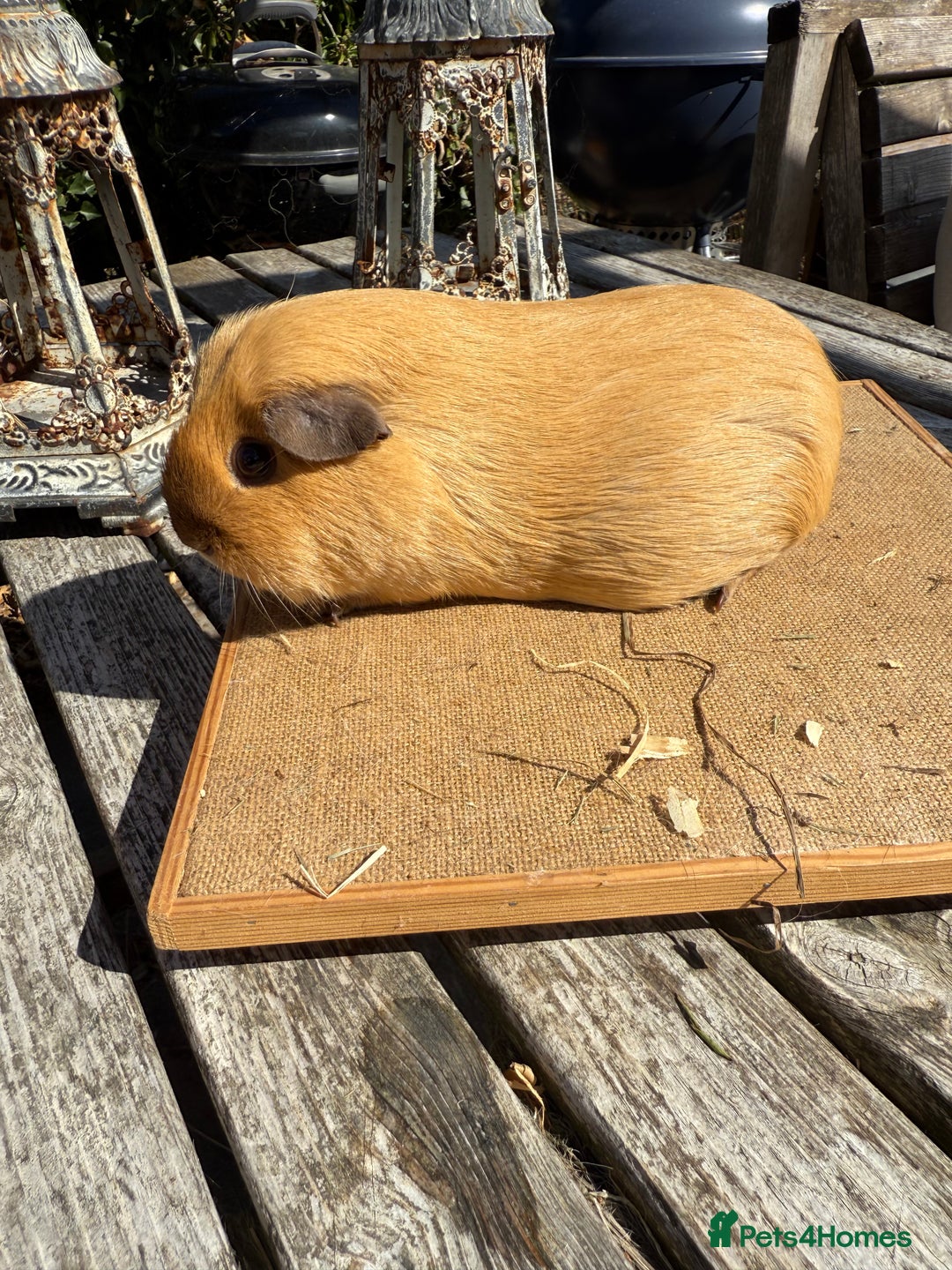 Guinea Pig rodents for sale: Pure bred California & Swiss guineapigs  - Image 24