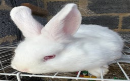 Mixed Breed rabbits for sale: Havana/European rabbits ready for homes now - Image 1