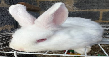 Mixed Breed rabbits - Advert 9