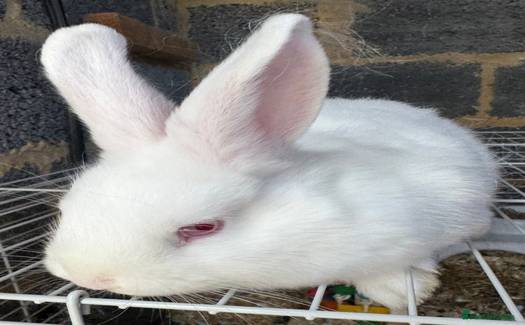 Mixed Breed rabbits - Advert 1