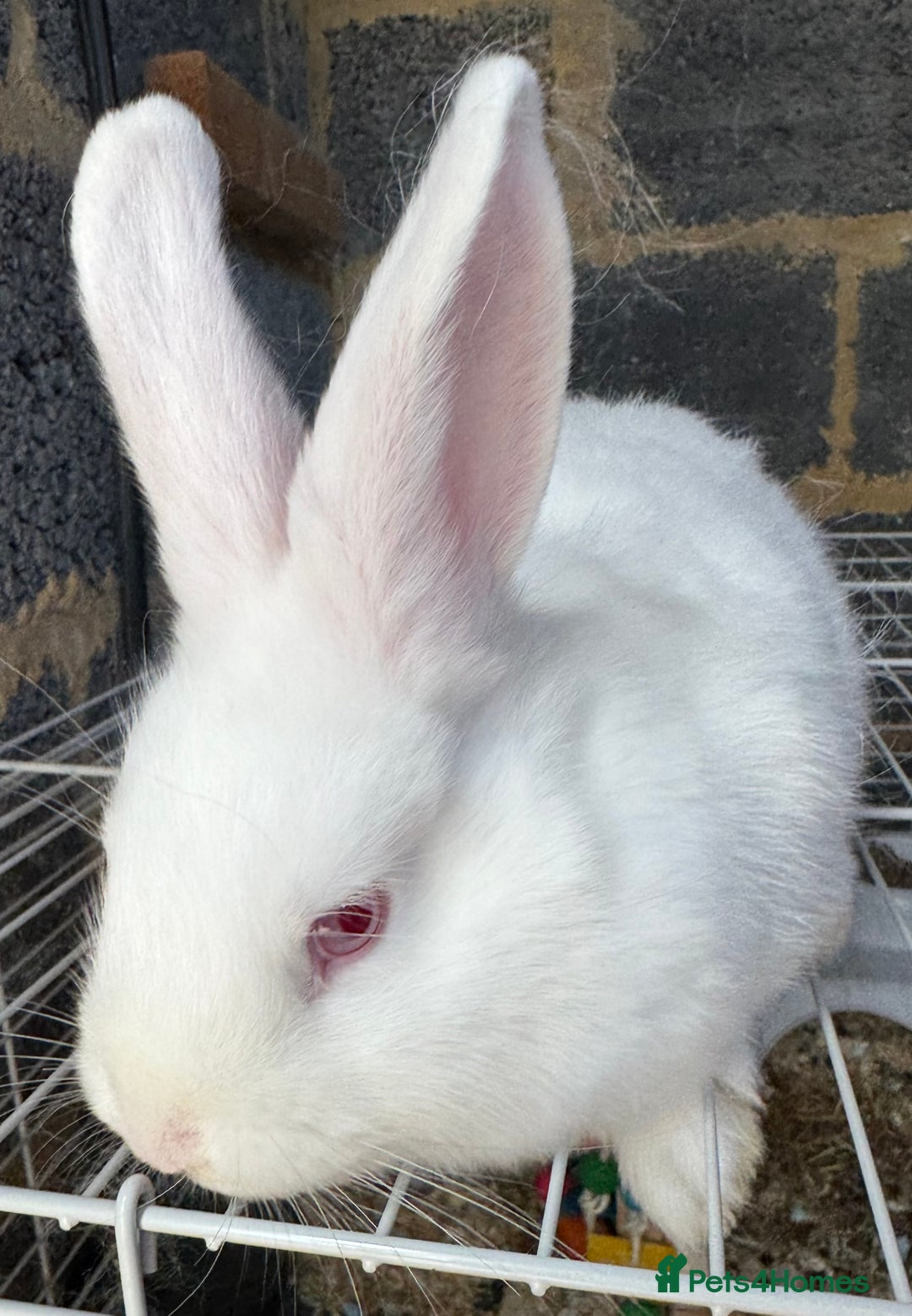 Mixed Breed rabbits for sale: Havana/European rabbits ready for homes now - Image 1