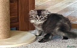 Scottish Fold cats for sale: Female Scottish fold - Image 5