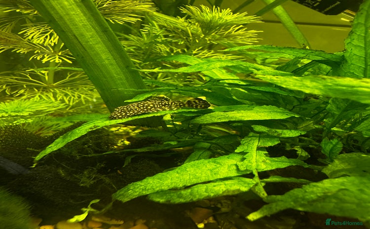 Shrimps fish - Advert 2