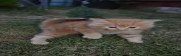 Mixed Breed cats for sale: 4 beautiful kittens  in Peterborough - Advert 5