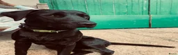 Mixed Breed dogs for sale: Gorgeous puppies looking for a home  in Saffron Walden - Advert 1
