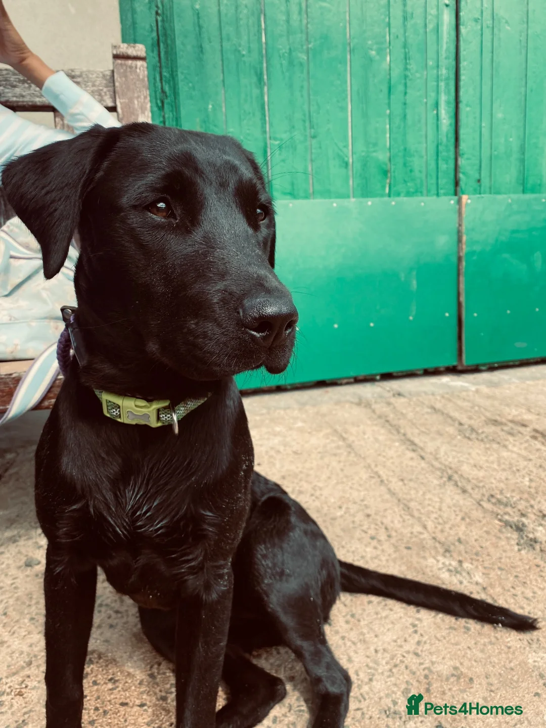 Mixed Breed dogs for sale: Gorgeous puppies looking for a home  in Saffron Walden - Advert 1