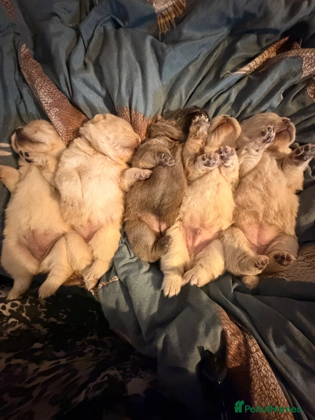 Chow Chow dogs for sale: 🐾🤎 Beautiful Chow Chow Puppies for Sale 🤎🐾 in Manchester - Advert 30