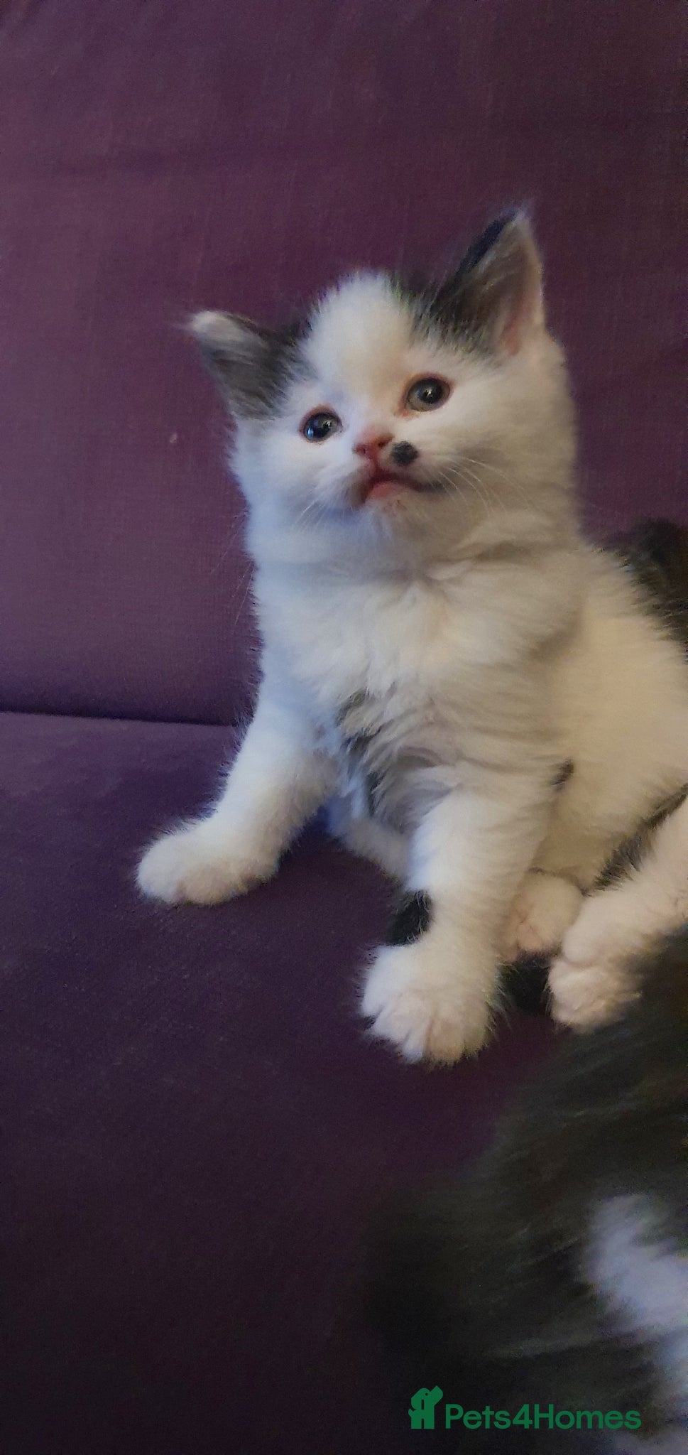 Persian cats Adorable Persian Kittens - Advert 2