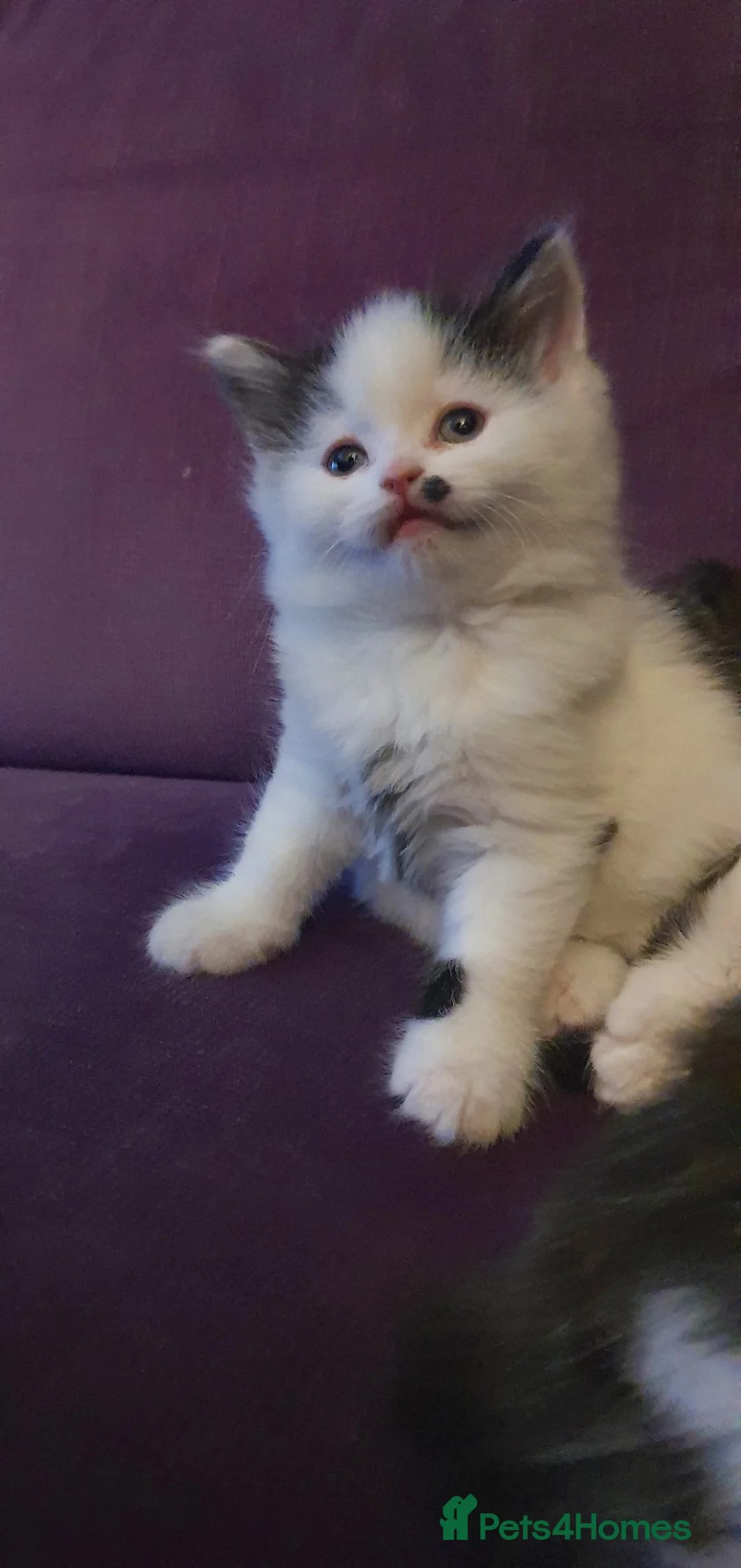 Persian cats for sale: Adorable Persian Cross Kittens - Advert 2