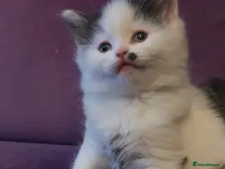 Persian cats Adorable Persian Kittens - Advert 2