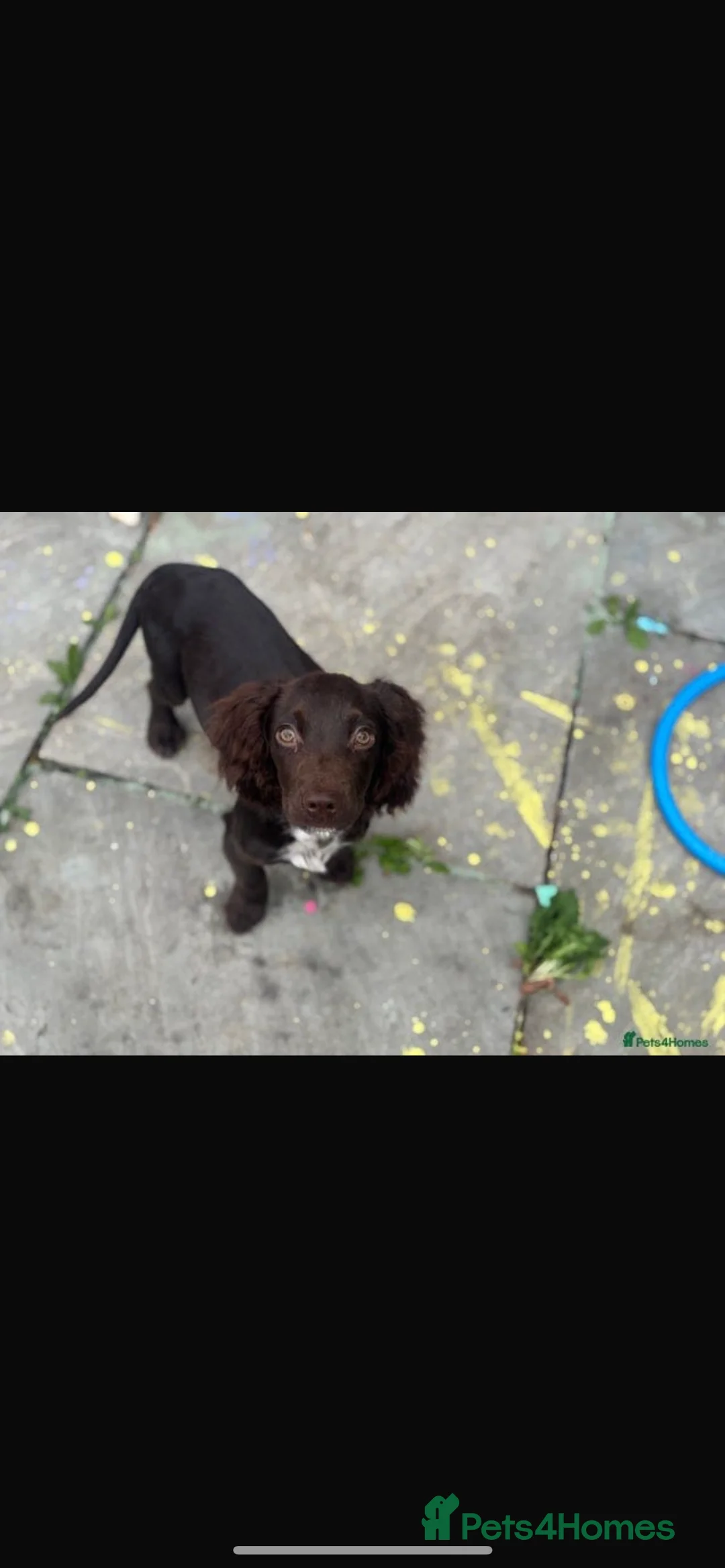 Cocker Spaniel dogs for sale:  cocker spaniel - Advert 1