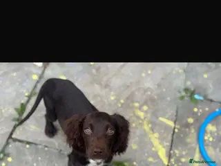 Cocker Spaniel dogs cocker spaniel - Advert 1