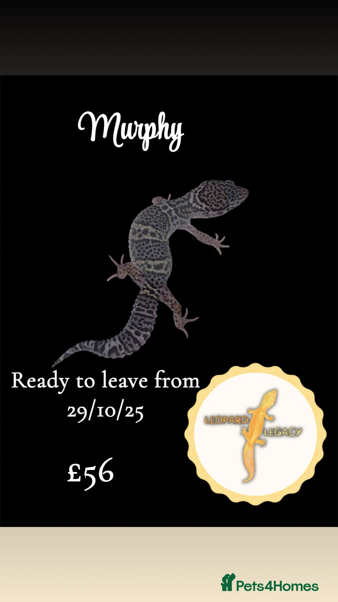 Leopard Gecko reptiles for sale: Multiple leopard gecko babies for quick sale!  - Advert 4