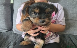 Yorkshire Terrier dogs for sale: Beautiful Yorkshire Terrier Puppies Ready Soon - Image 5