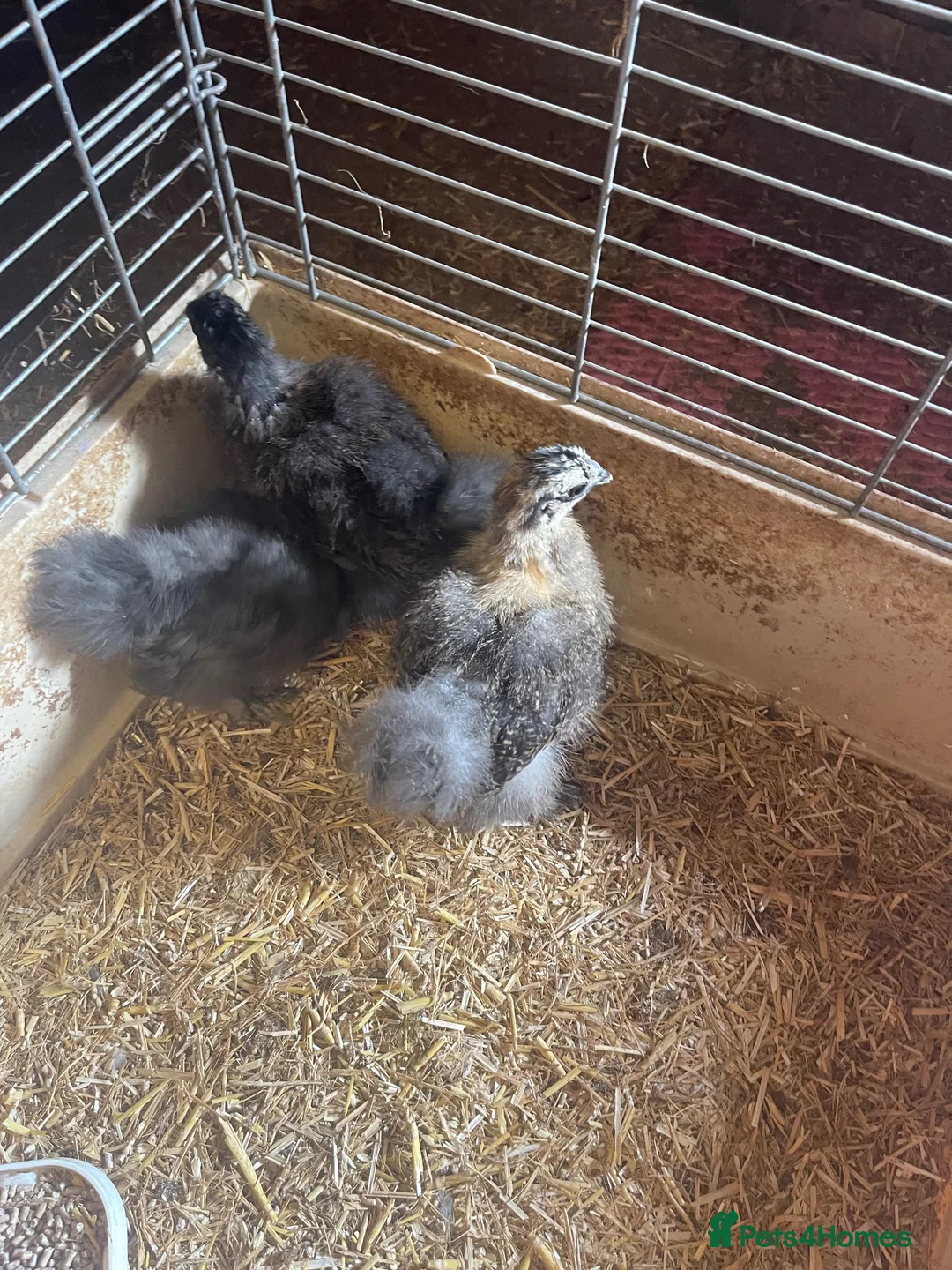 Chickens poultry for sale: Silkies available Pol and 6 weeks  - Advert 2