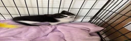 Mixed Breed cats for sale: Beautiful Little Black & White Boy - Advert 3