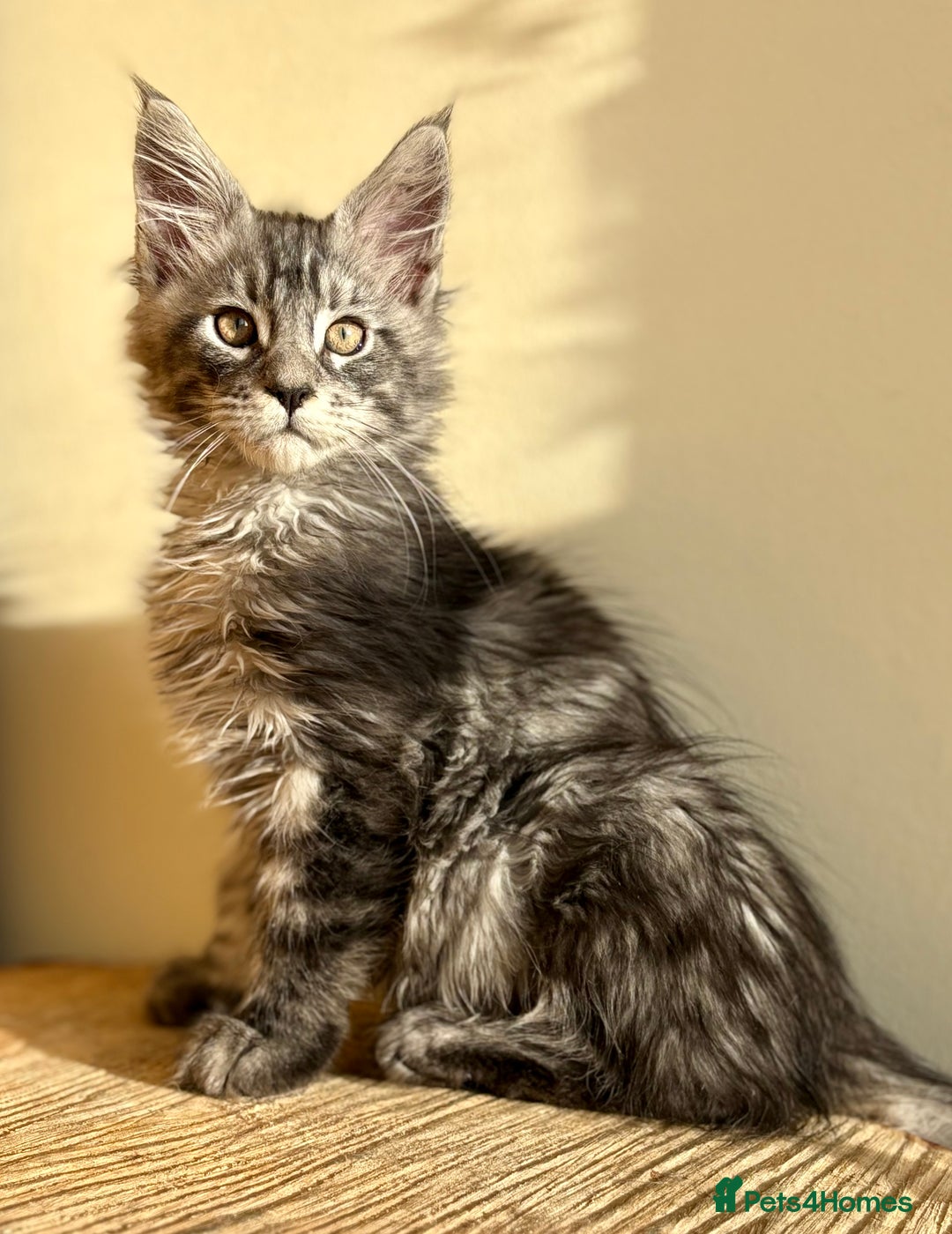 Maine Coon cats for sale: Beautiful Maine coon kittens - Advert 21