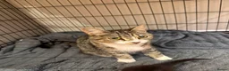 Mixed Breed cats for sale: 3 beautiful little kittens  - Advert 5