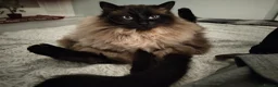 Ragdoll cats for sale: Male ragdoll looking for loving home - Advert 5