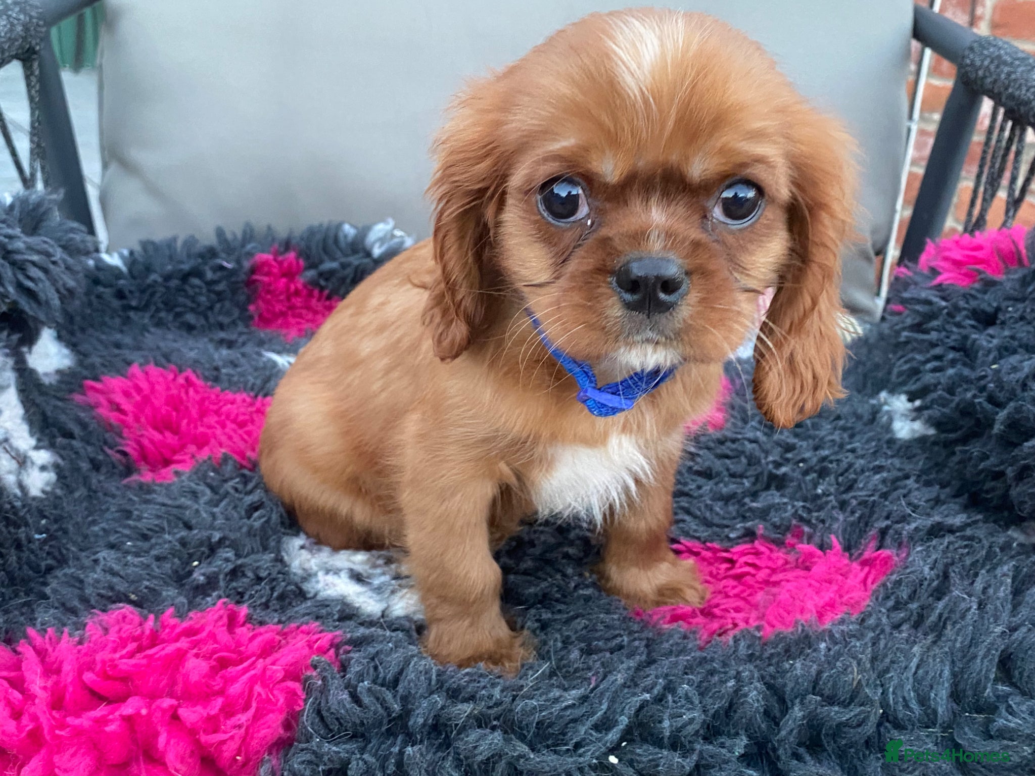 Cavalier King Charles Spaniel dogs for sale: Cavalier King Charles  - Advert 3
