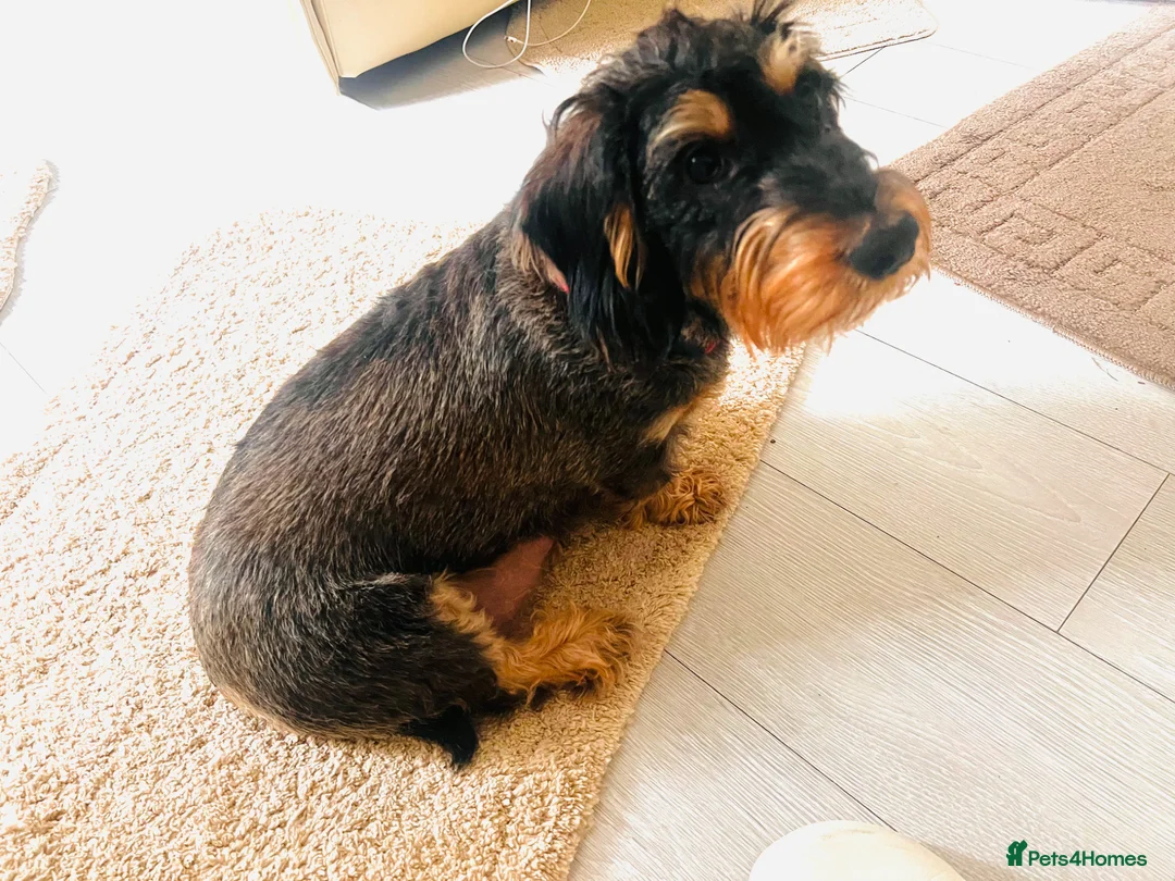 Dachshund dogs for sale:  Wire-haired Dachshund teckel - Advert 2