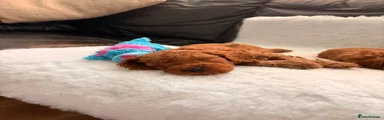 Cavapoo 1