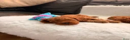 Cavapoo dogs for sale: Stunning Fox red F1b cavapoo puppies in Cranbrook - Advert 5