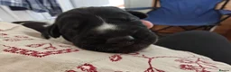 German Wirehaired Pointer dogs for sale: German Wirehaired Pointer Puppies - Advert 3